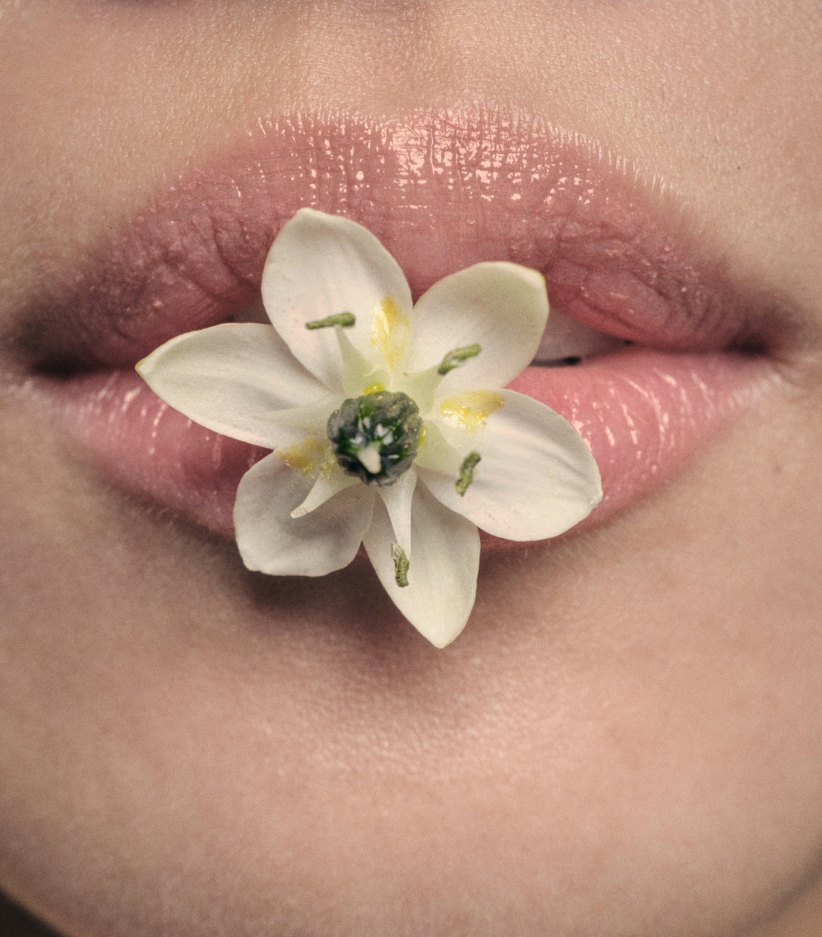 A white flower held between lips